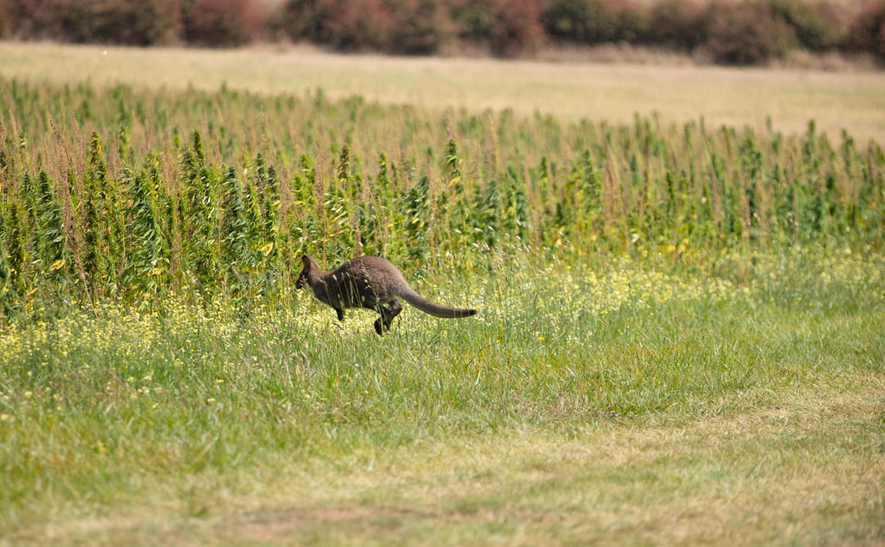 Wallaby and Hemp Field